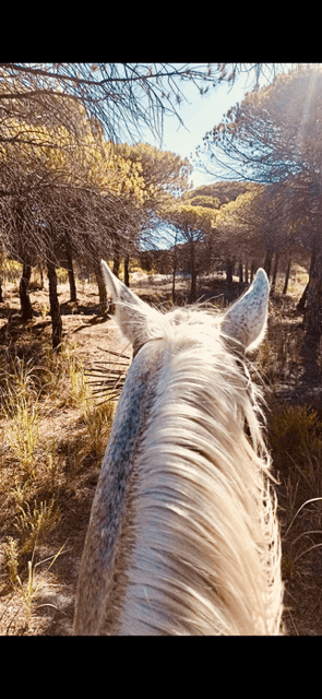 balade à cheval dans marécages Grau du Roi